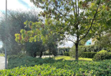 Verde Condominiale: Un Biglietto da Visita che Cura la Comunità